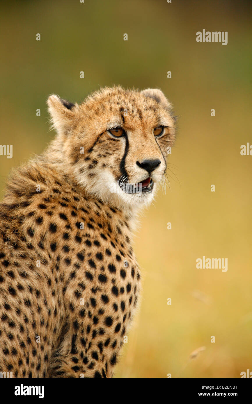 Portrait of a sub-adult cheetah looking back over its shoulder Stock Photo