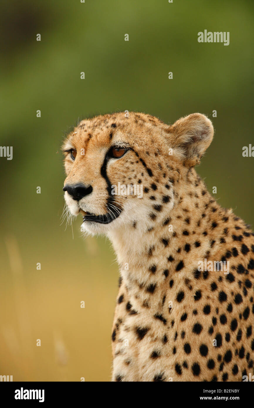 Portrait of a female cheetah Stock Photo