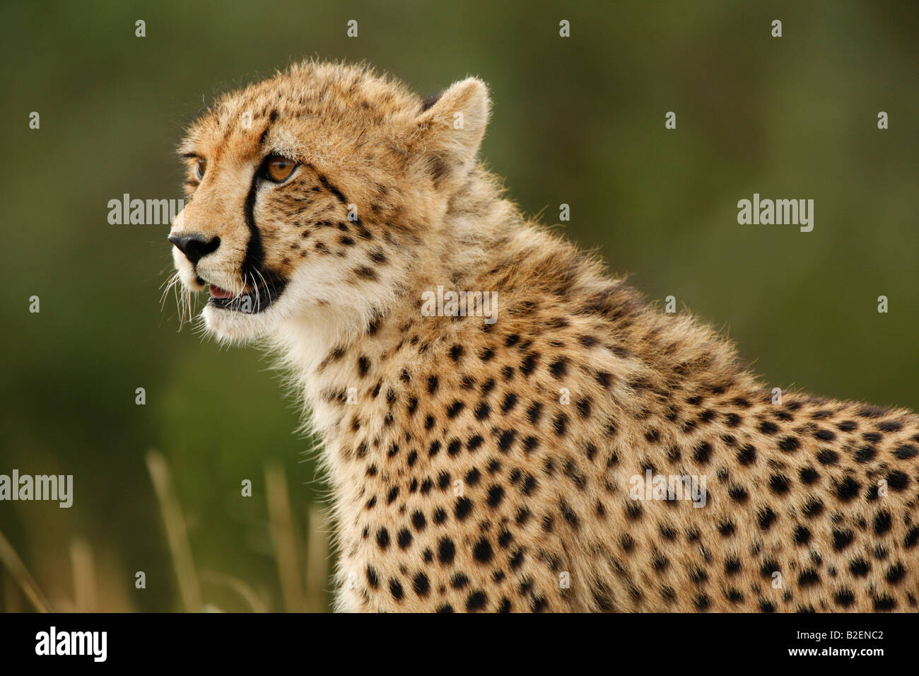 Portrait of a sub-adult cheetah with open mouth looking alert Stock Photo