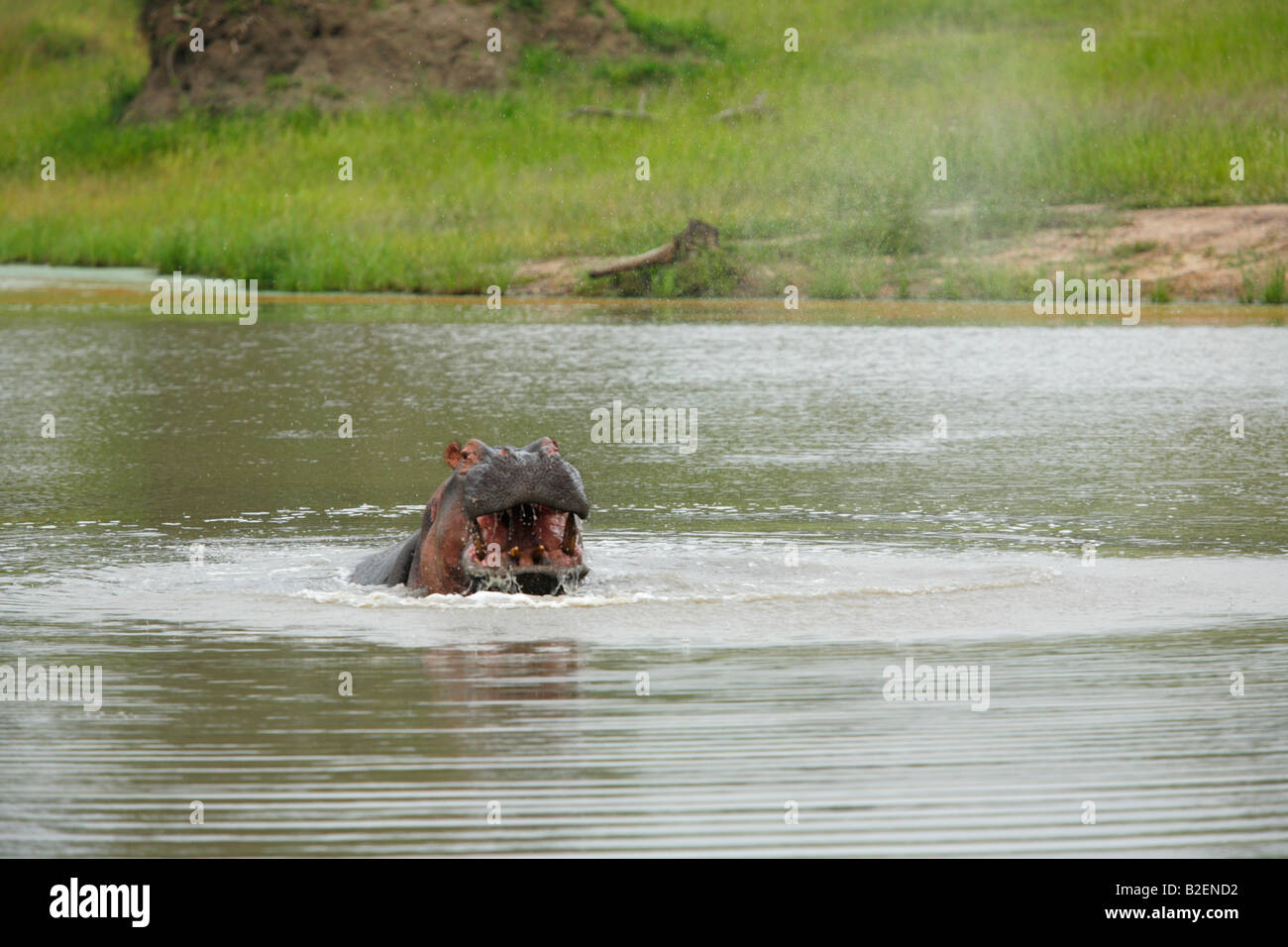 Scenic view of a hippopotamus rising aggressively out of the water Stock Photo