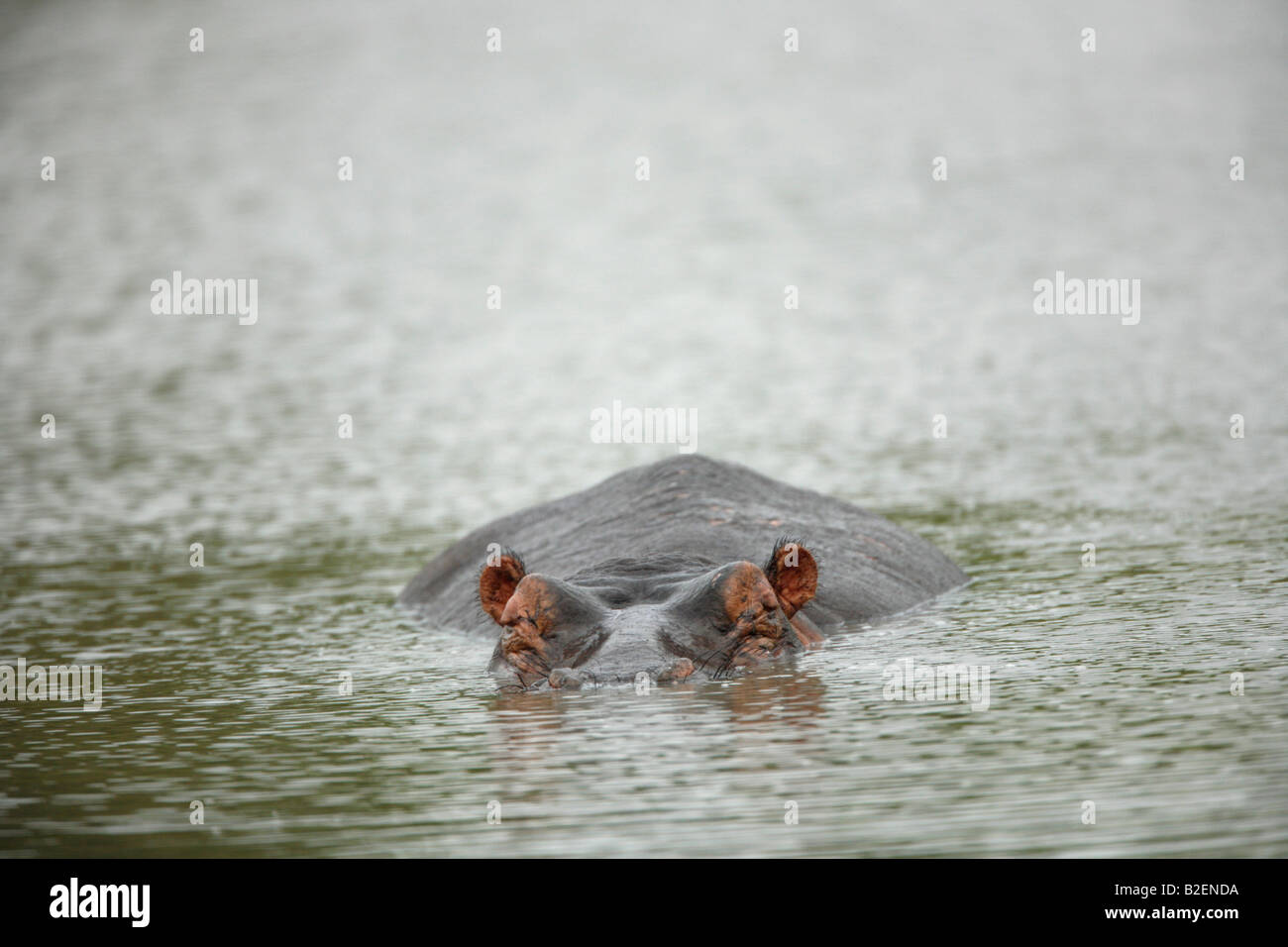 Hippopotamus sleeping while lying in a shallow waterhole Stock Photo