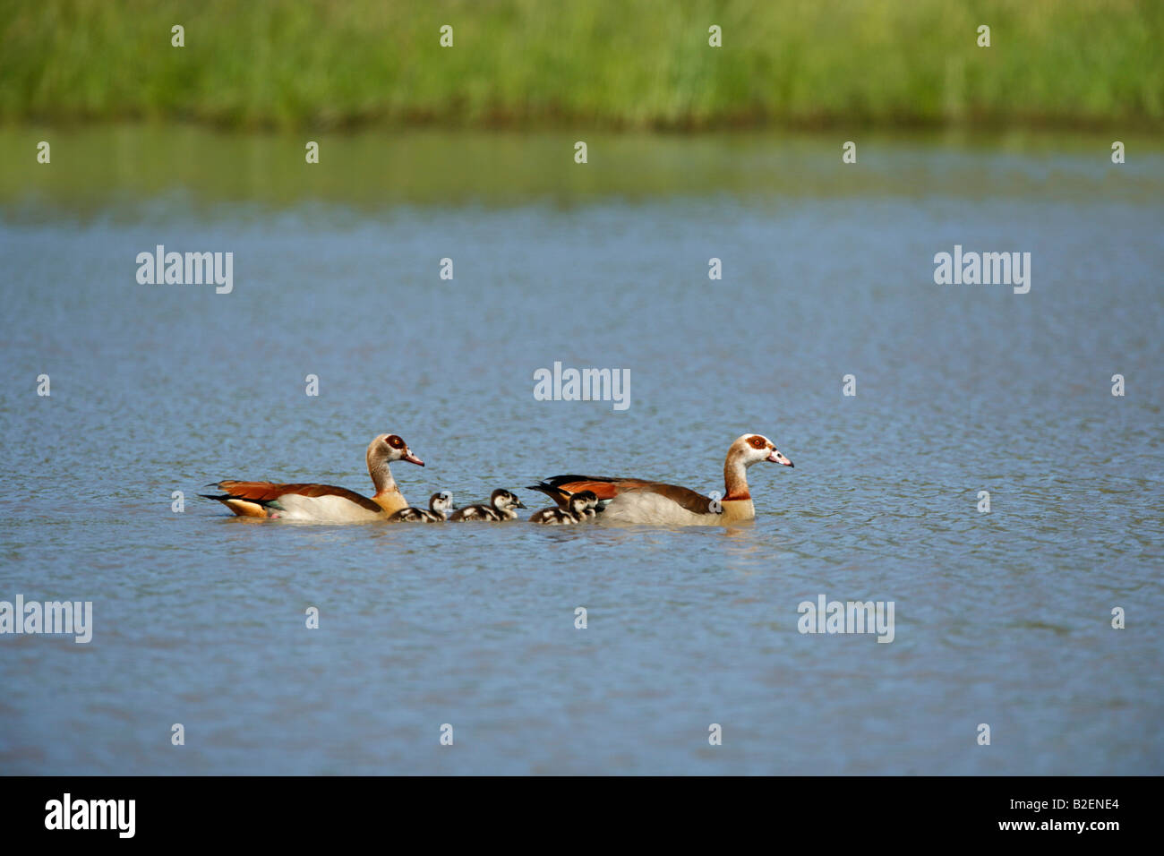 Egyptian goose male and female shepherd their flock of goslings between them while swimming on a lake Stock Photo
