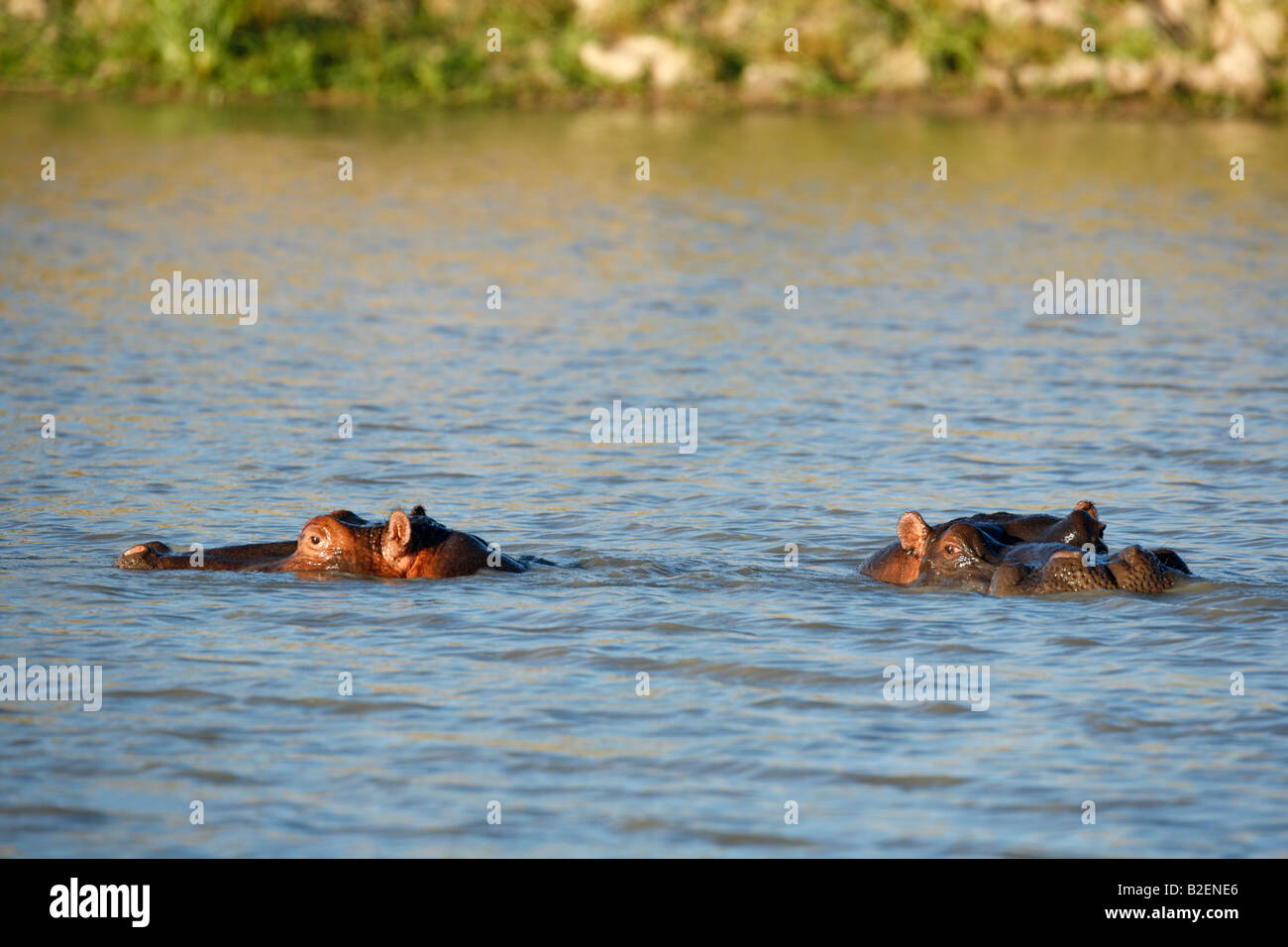 Pair of hippopotamus submerged in a lake Stock Photo