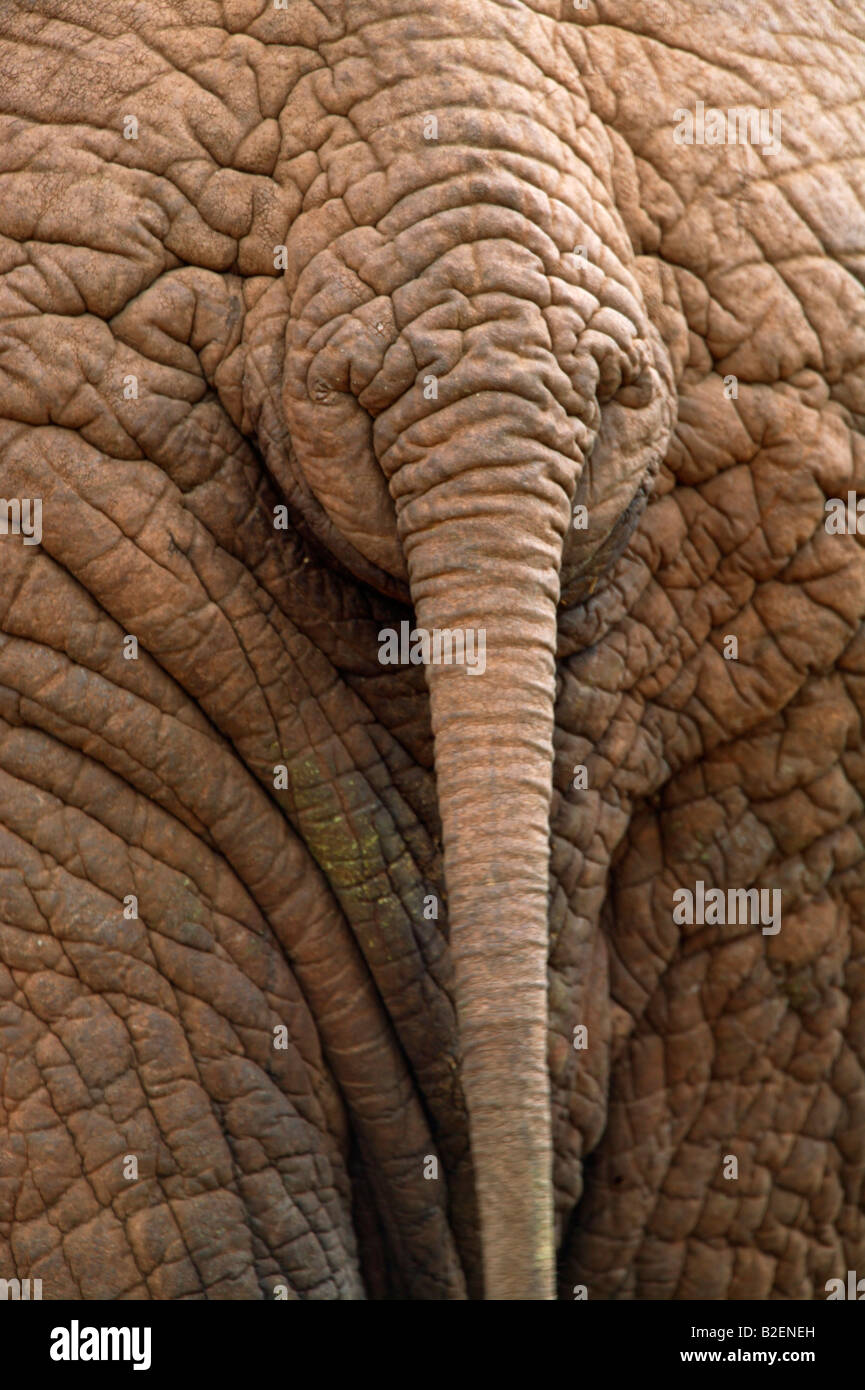 Close up of an elephant rump and tail Stock Photo