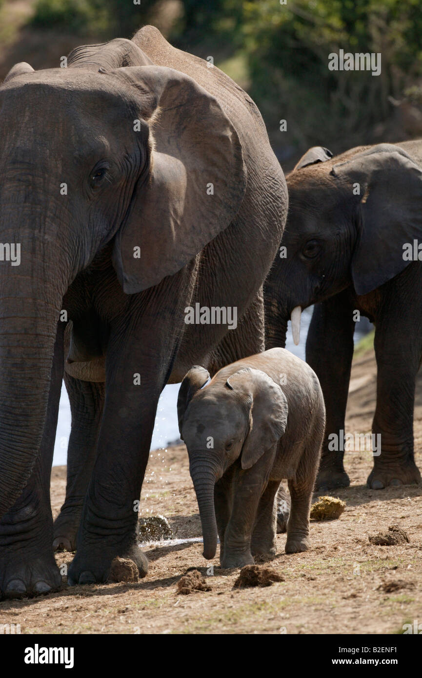 A young elephant calf walking next to its tuskless mother Stock Photo