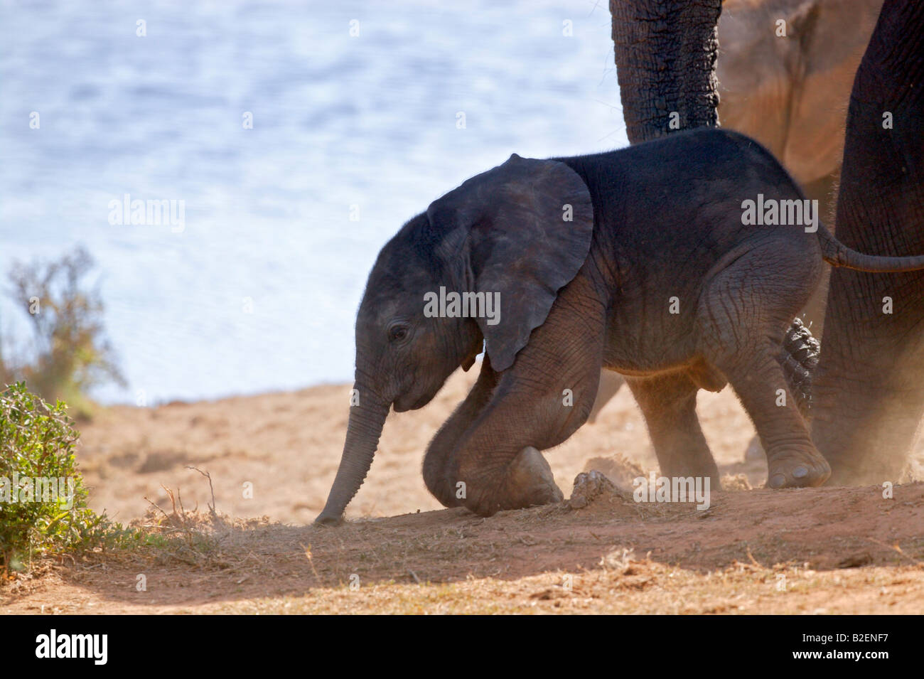A baby elephant kneeling down Stock Photo