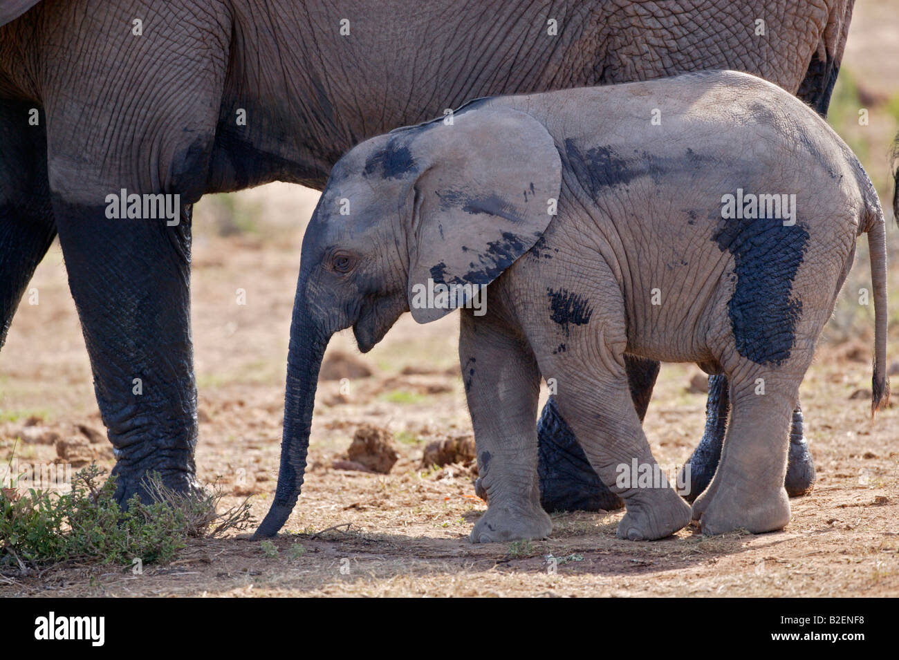 A baby elephant standing alongside its mother Stock Photo