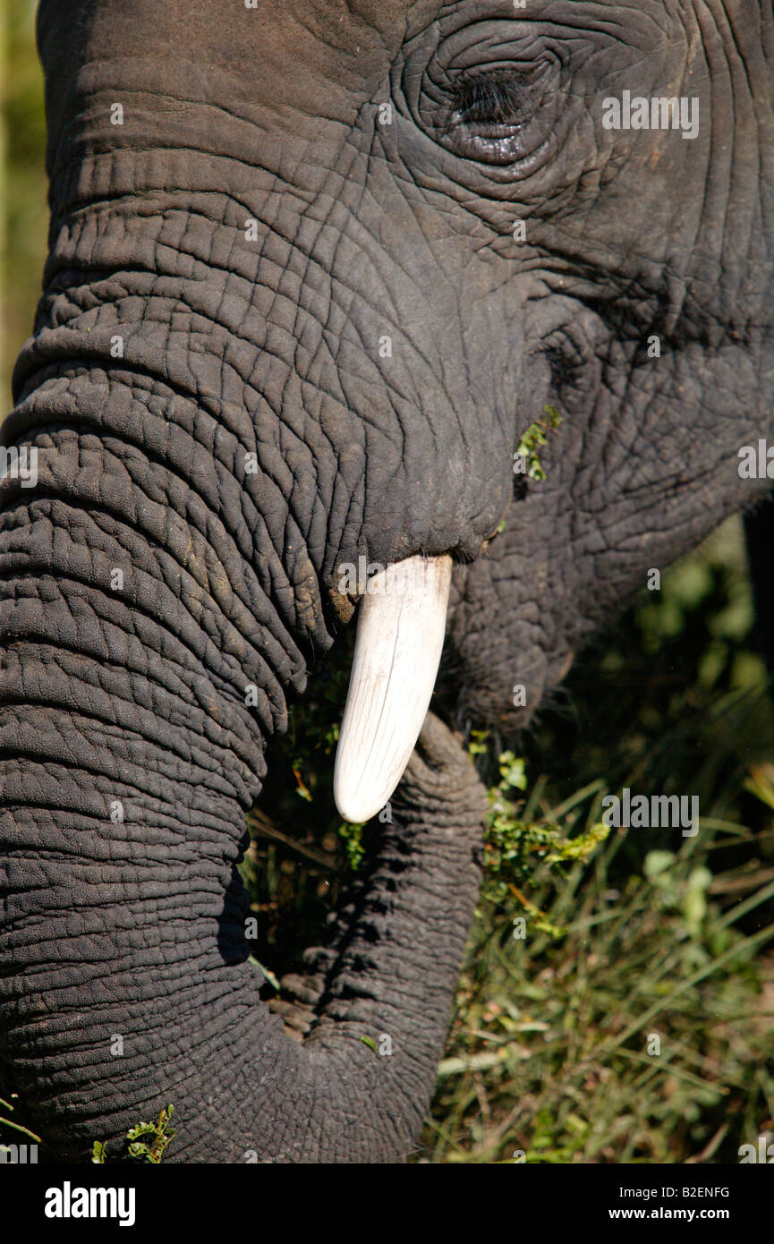 Close-up of a juvenile elephant feeding on spekbos - a succulent plant in Addo Stock Photo