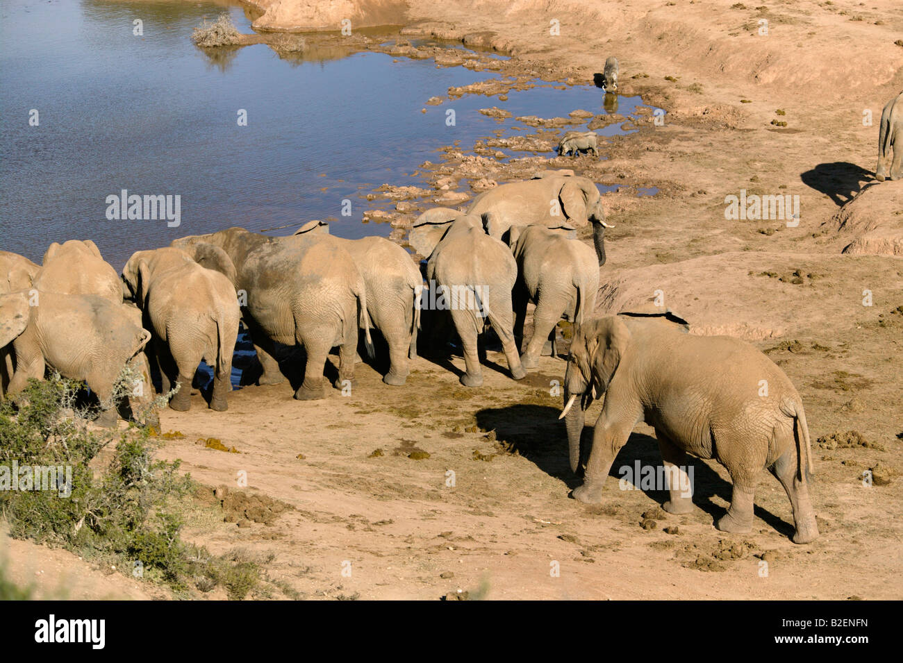 A lone bull elephant approaching a waterhole where a row of elephants are already drinking Stock Photo