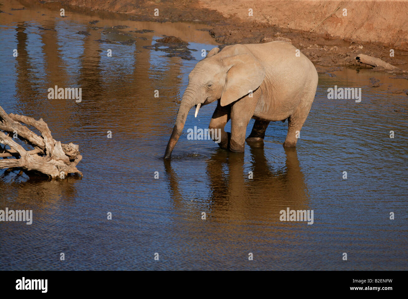 A lone dusty elephant drinking water standing in the shallow water of a waterhole Stock Photo