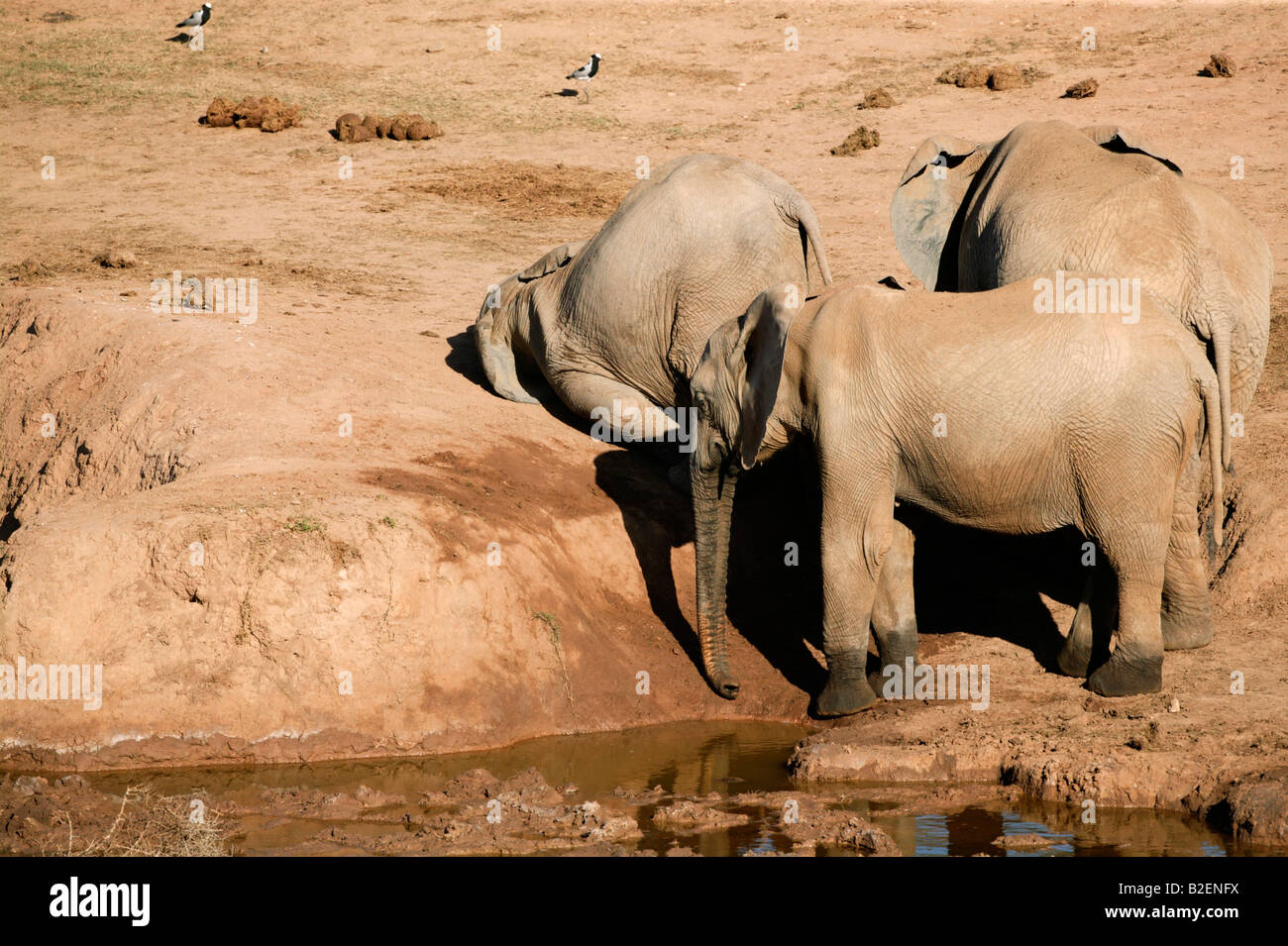 An elephant which has collapsed onto its head as two others stand by unconcerned Stock Photo
