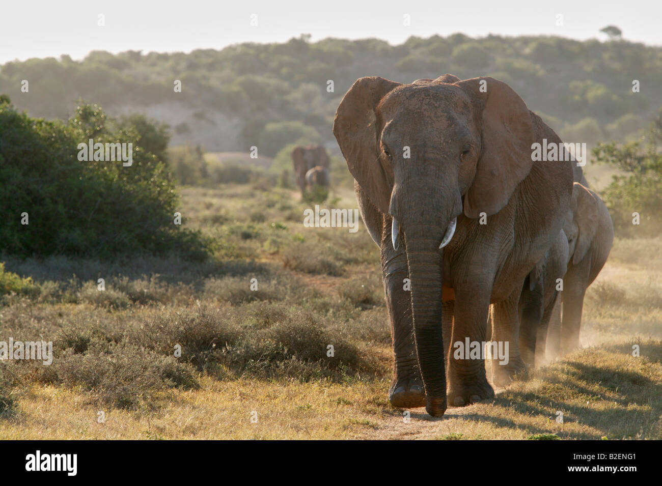 A herd of elephants walking down a path towards the camera Stock Photo