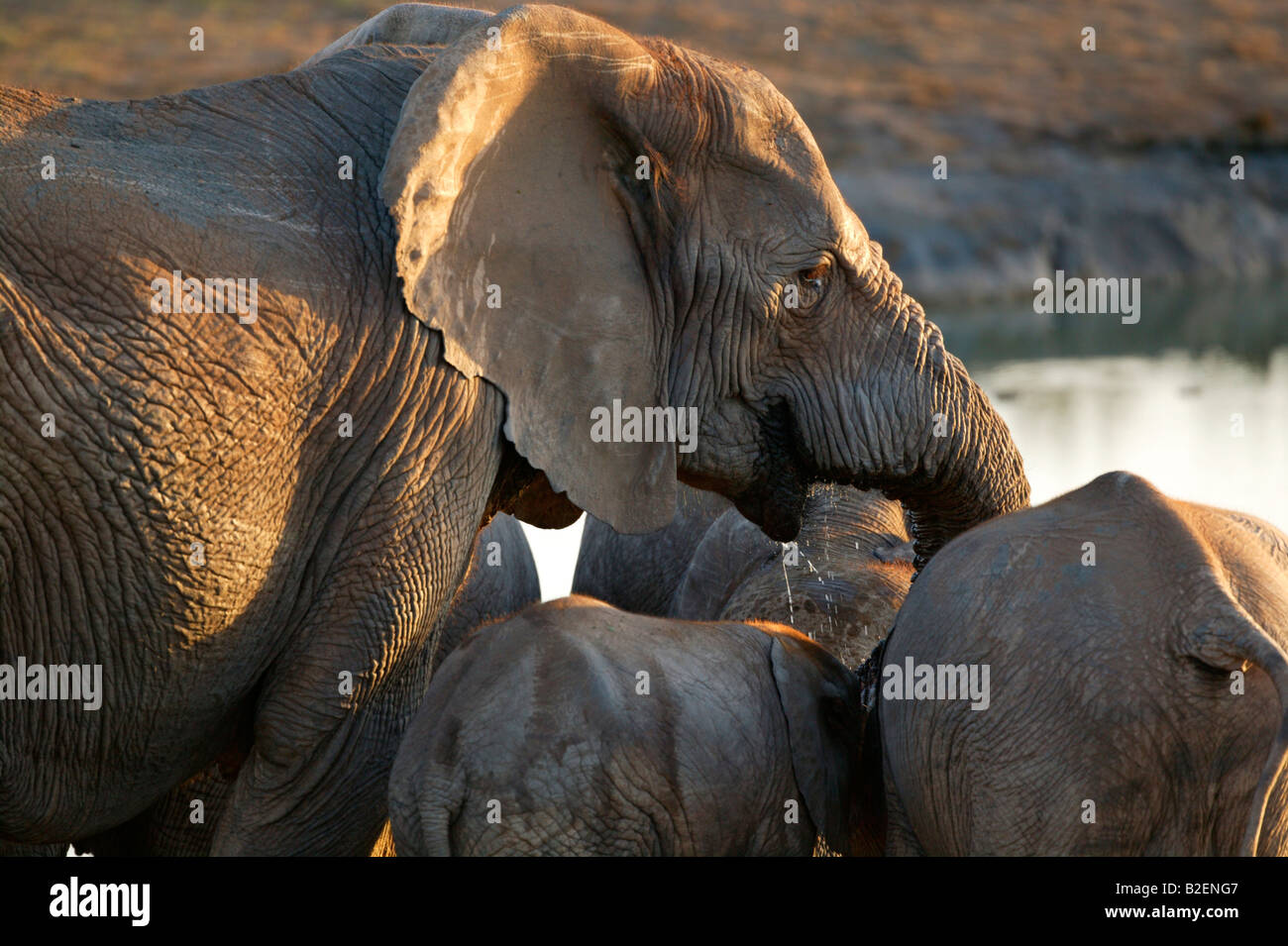 A tight portrait of an elephant drinking Stock Photo