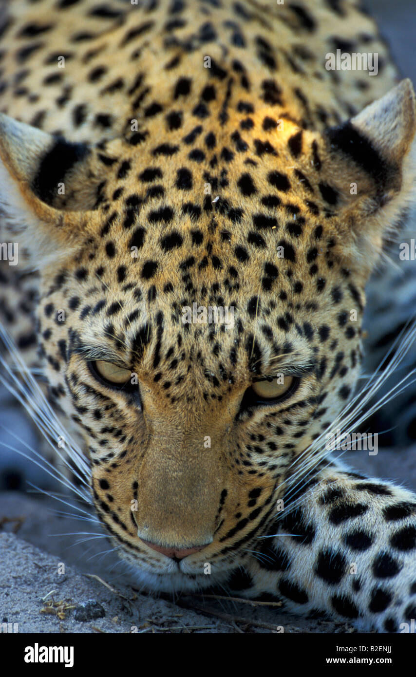 Leopard head close up hi-res stock photography and images - Alamy