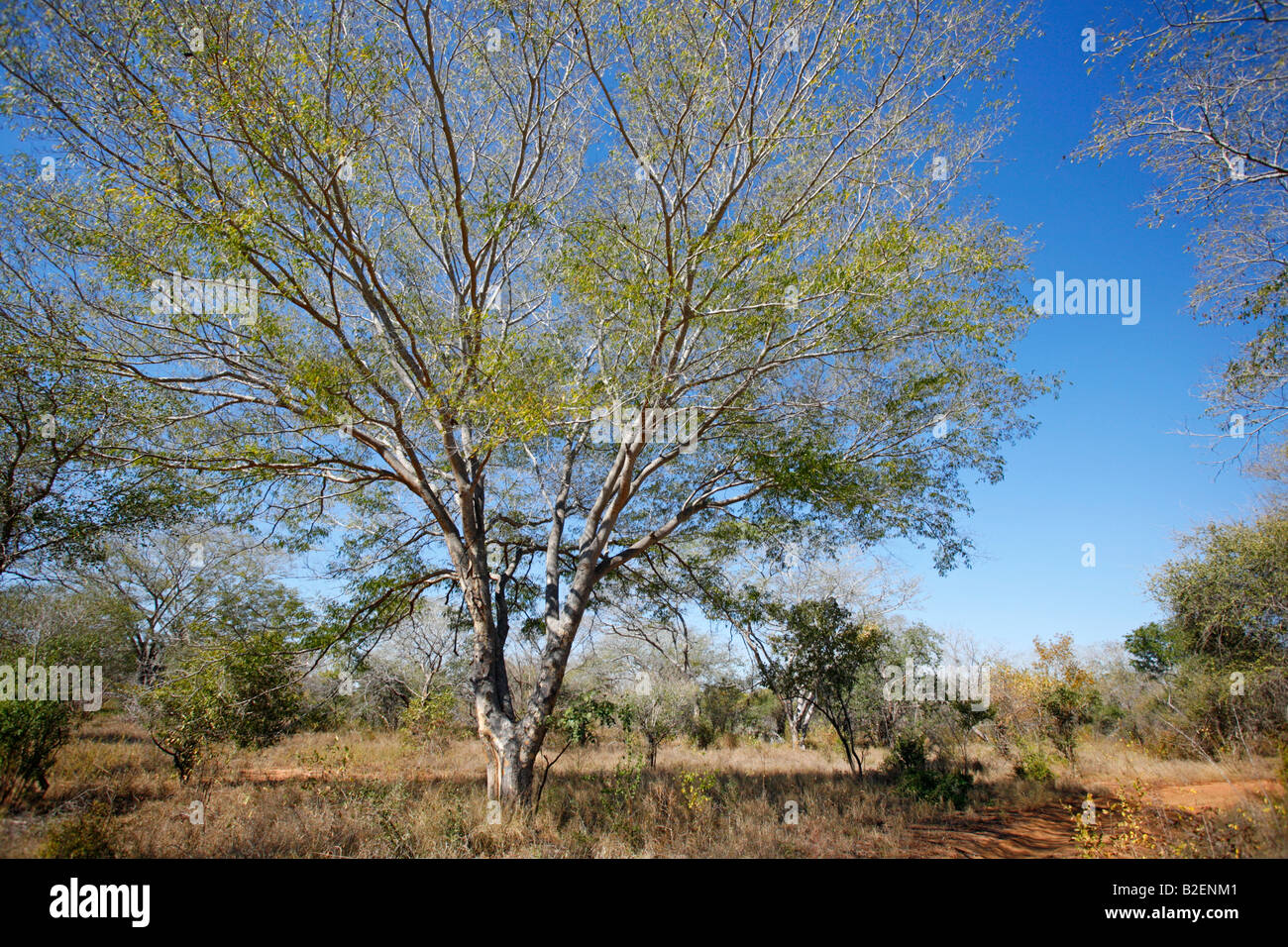 Miombo hi-res stock photography and images - Alamy
