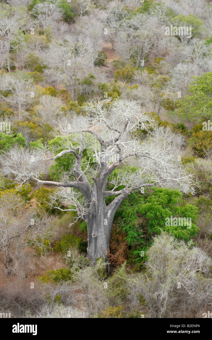 Aerial view of a Baobab (Adansonia digitata) tree amongst leafless Acacia nigrescens trees Stock Photo