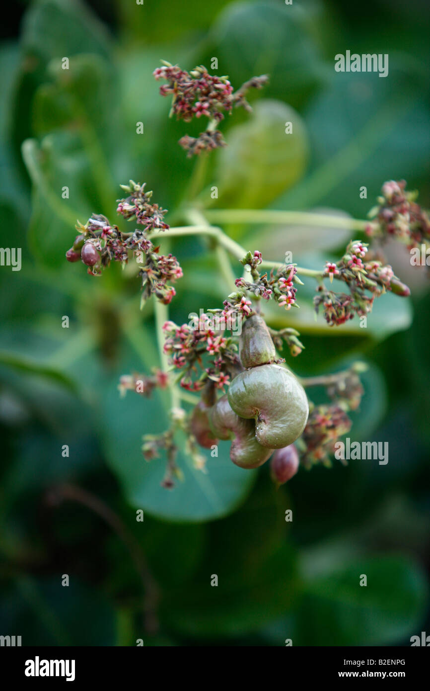 Cashew nut tree flowers hires stock photography and images Alamy