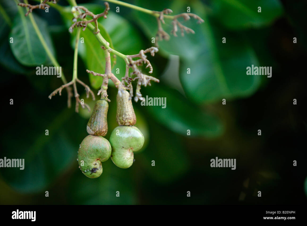 Close up of a Cashew nut tree showing seeds and flowers Stock Photo