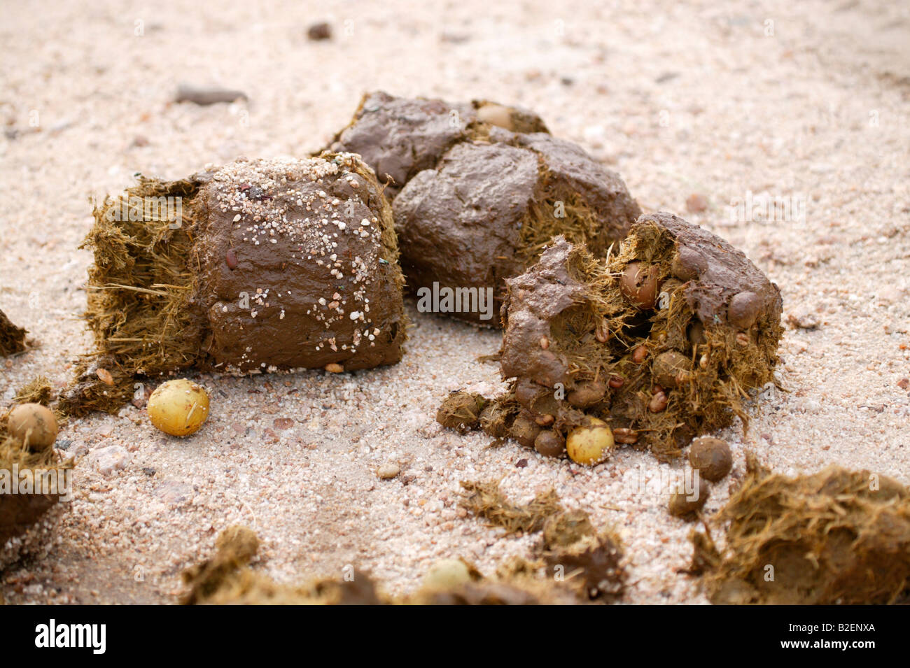 Fresh elephant dung with partially digested marula fruit Stock Photo