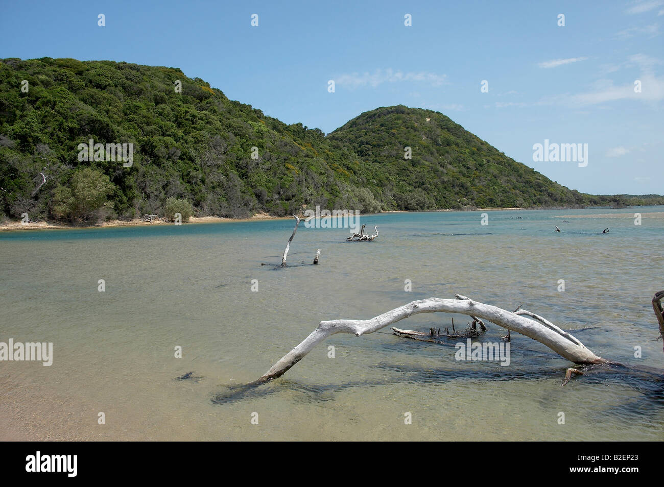 Driftwood in shallow water at Kozi bay Stock Photo