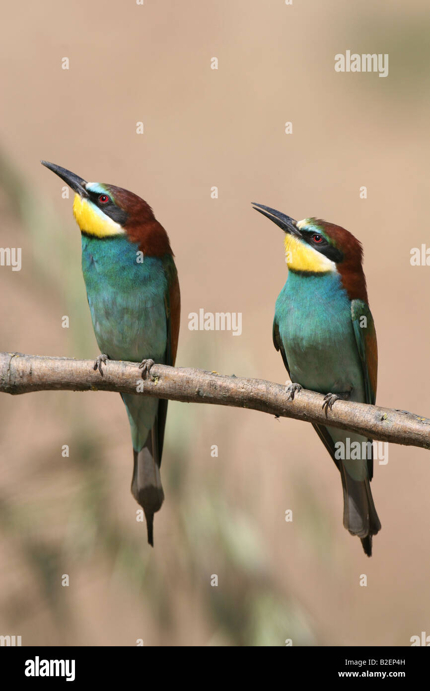 European Bee eater Merops apiaster pair by Spanish river Stock Photo