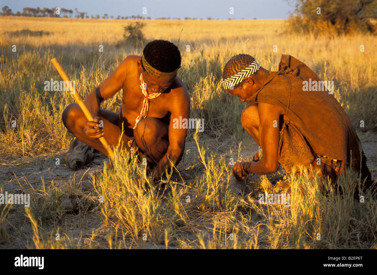 Pair of Bushmen digging up plants with a digging stick Stock Photo