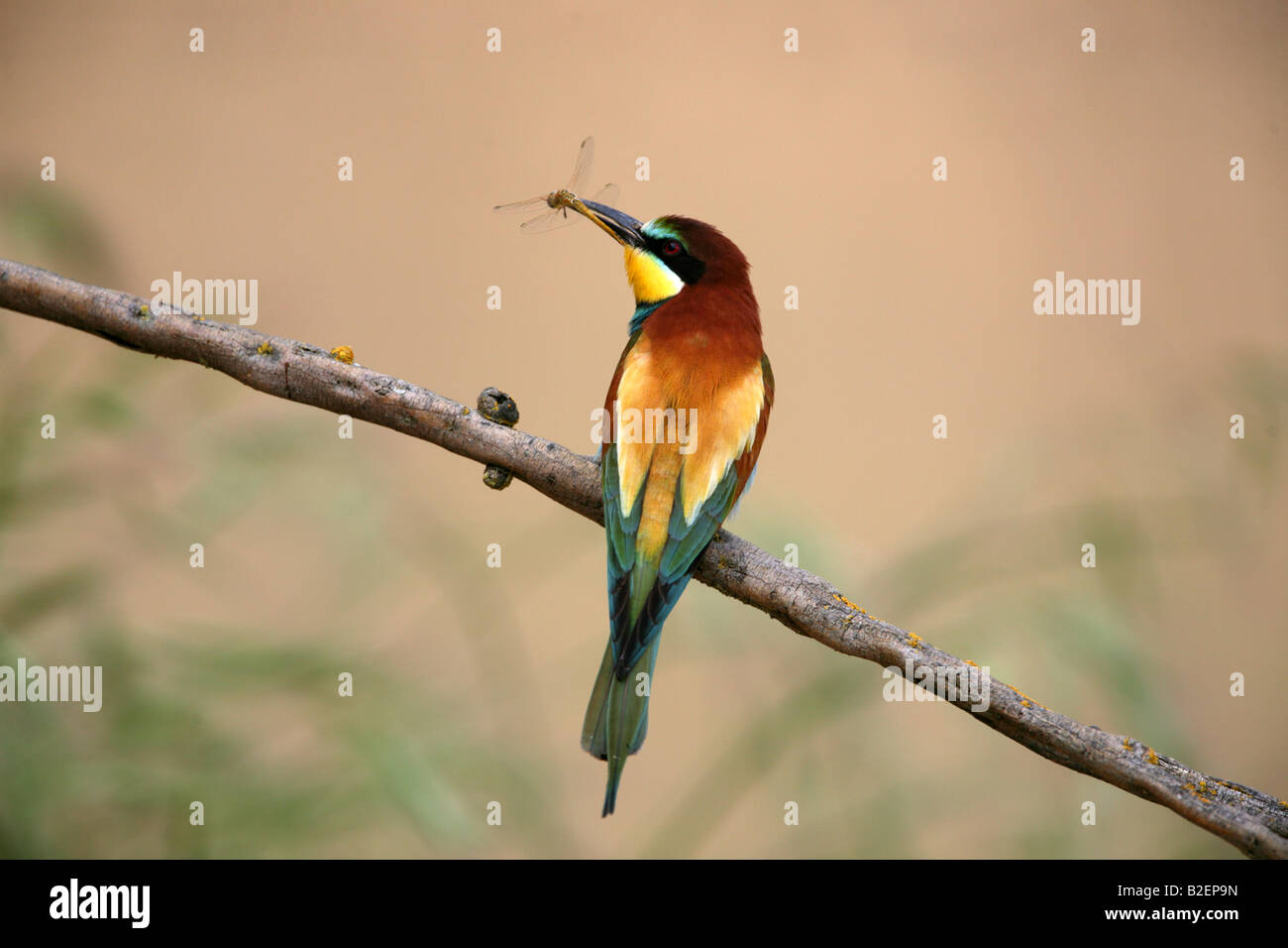 European Bee eater Merops apiaster by Spanish river Stock Photo