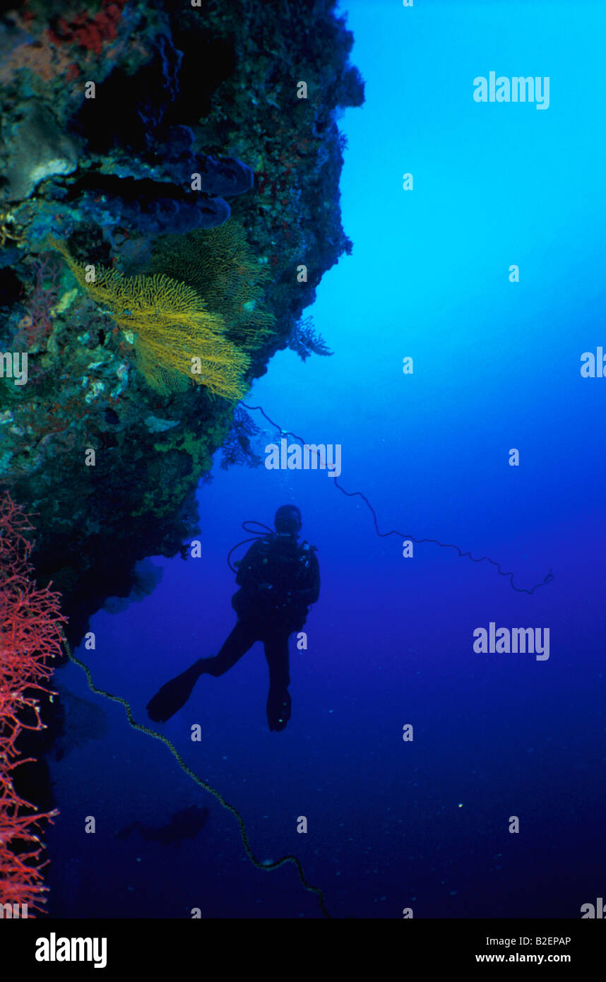 Diver and coloured corals Stock Photo - Alamy
