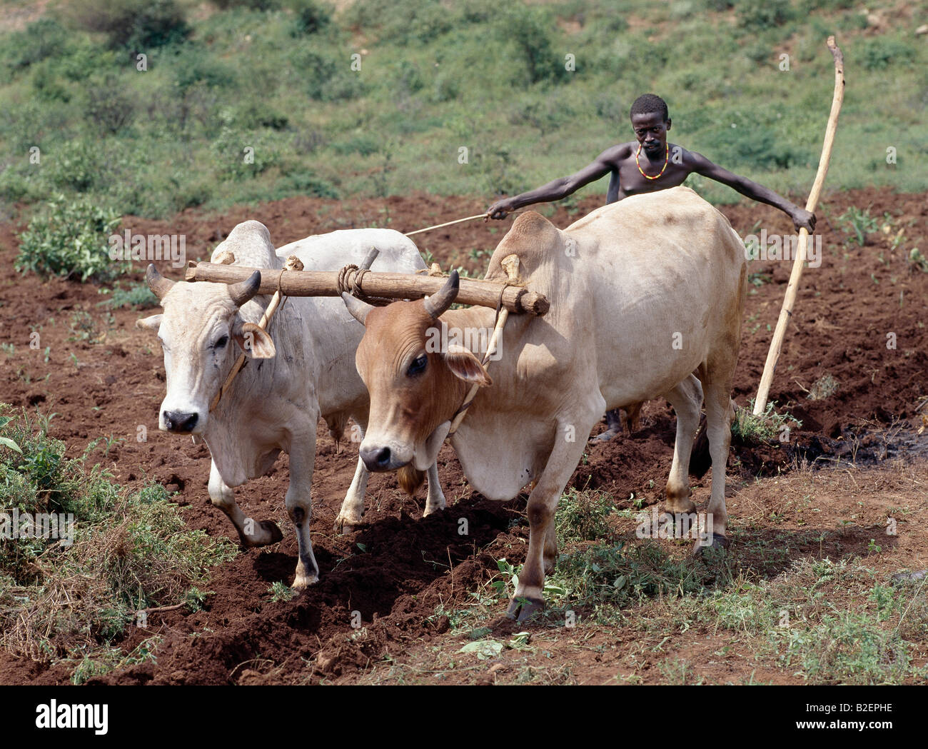 A Konso man ploughs his land with two yoked oxen. In the absence of modern farming methods, a wooden stave serves as his plough. Traditional agricultural methods are widely used in Ethiopia.. Stock Photo