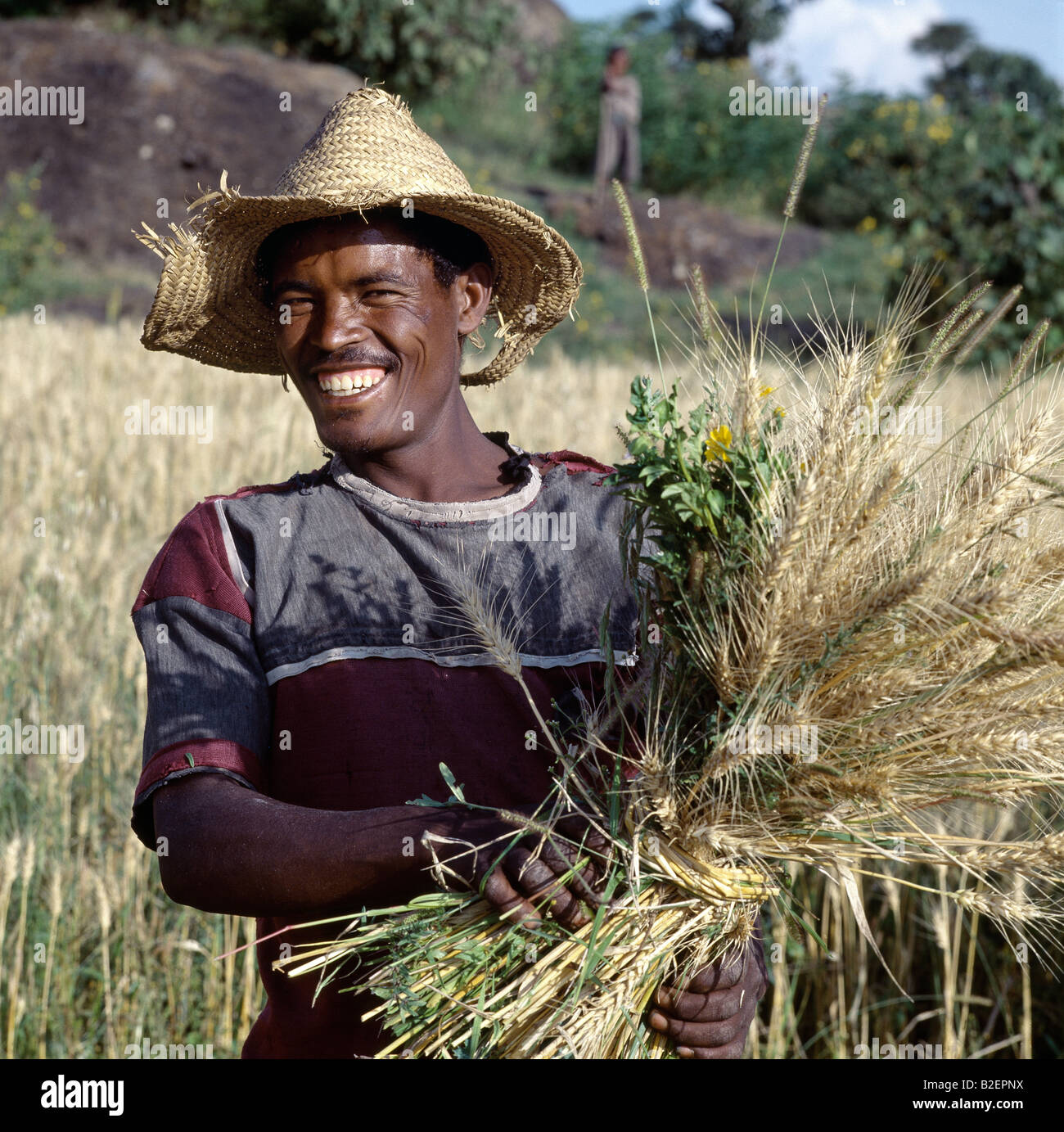 A proud peasant farmer harvests wheat between Ziway and Butajira in