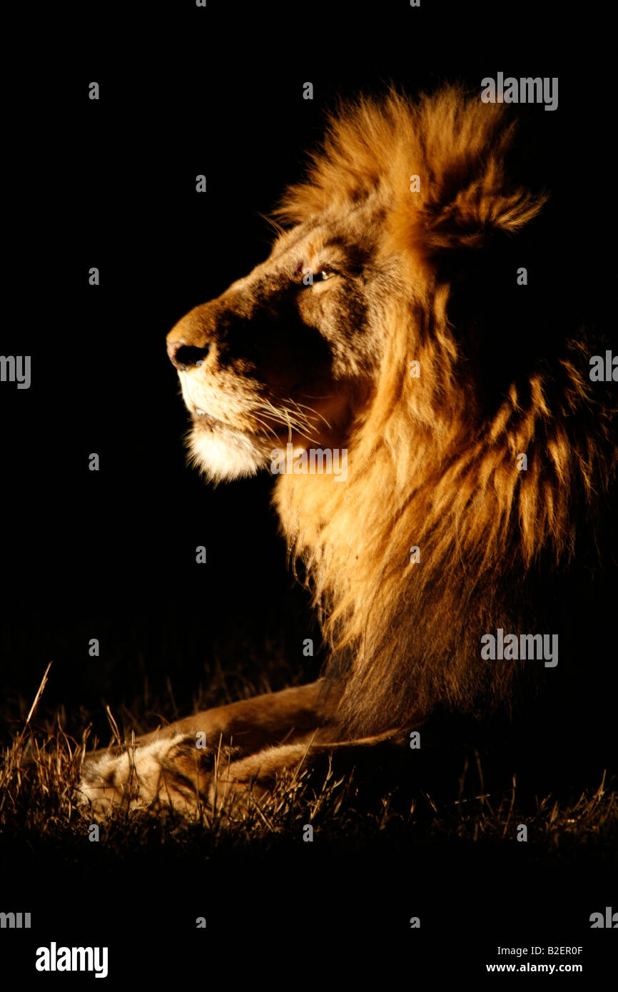 Portrait of a male lion at night Stock Photo