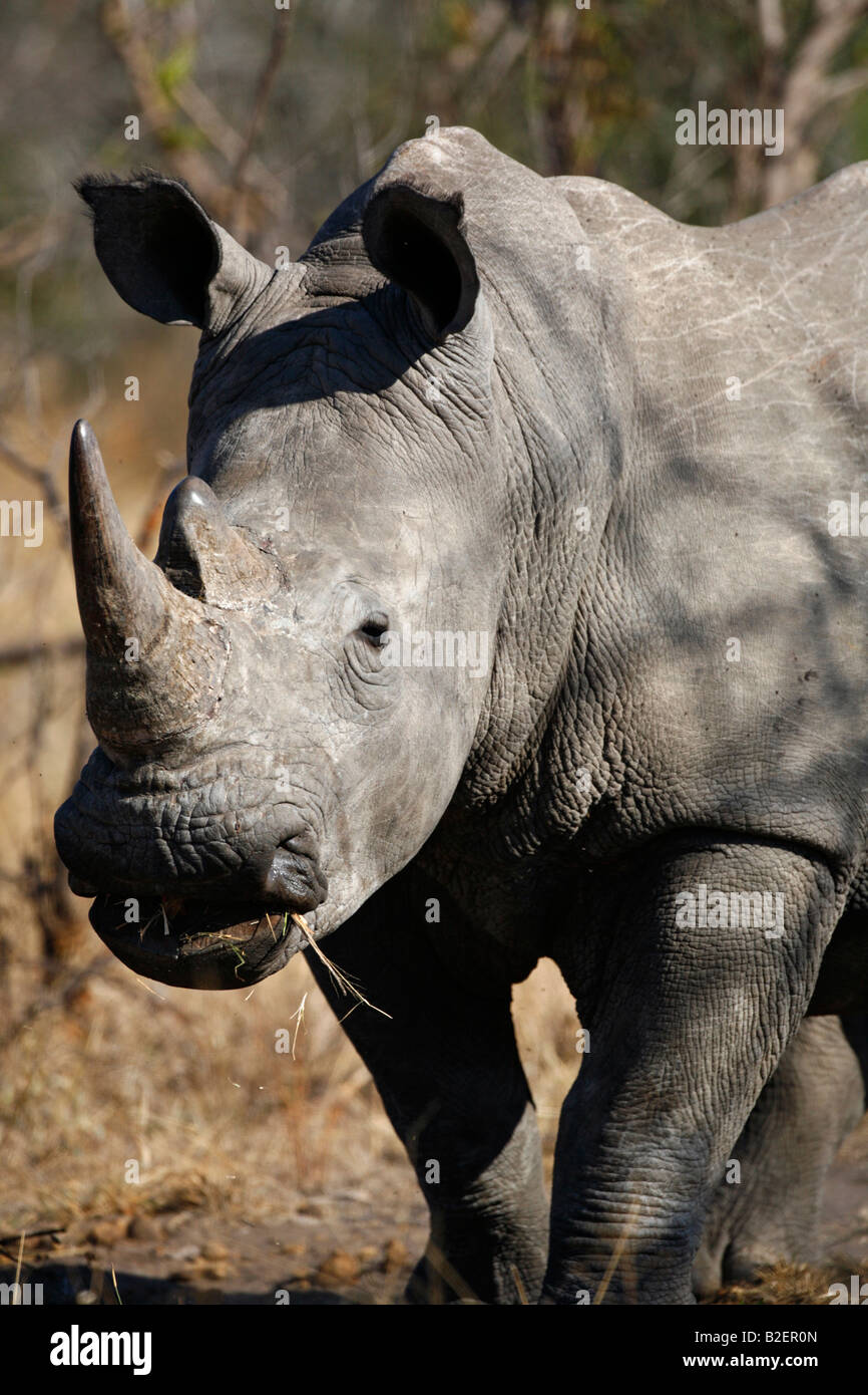 White rhinoceros portrait Stock Photo