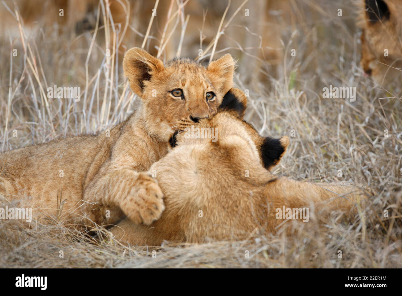 Lion cubs playing Stock Photo