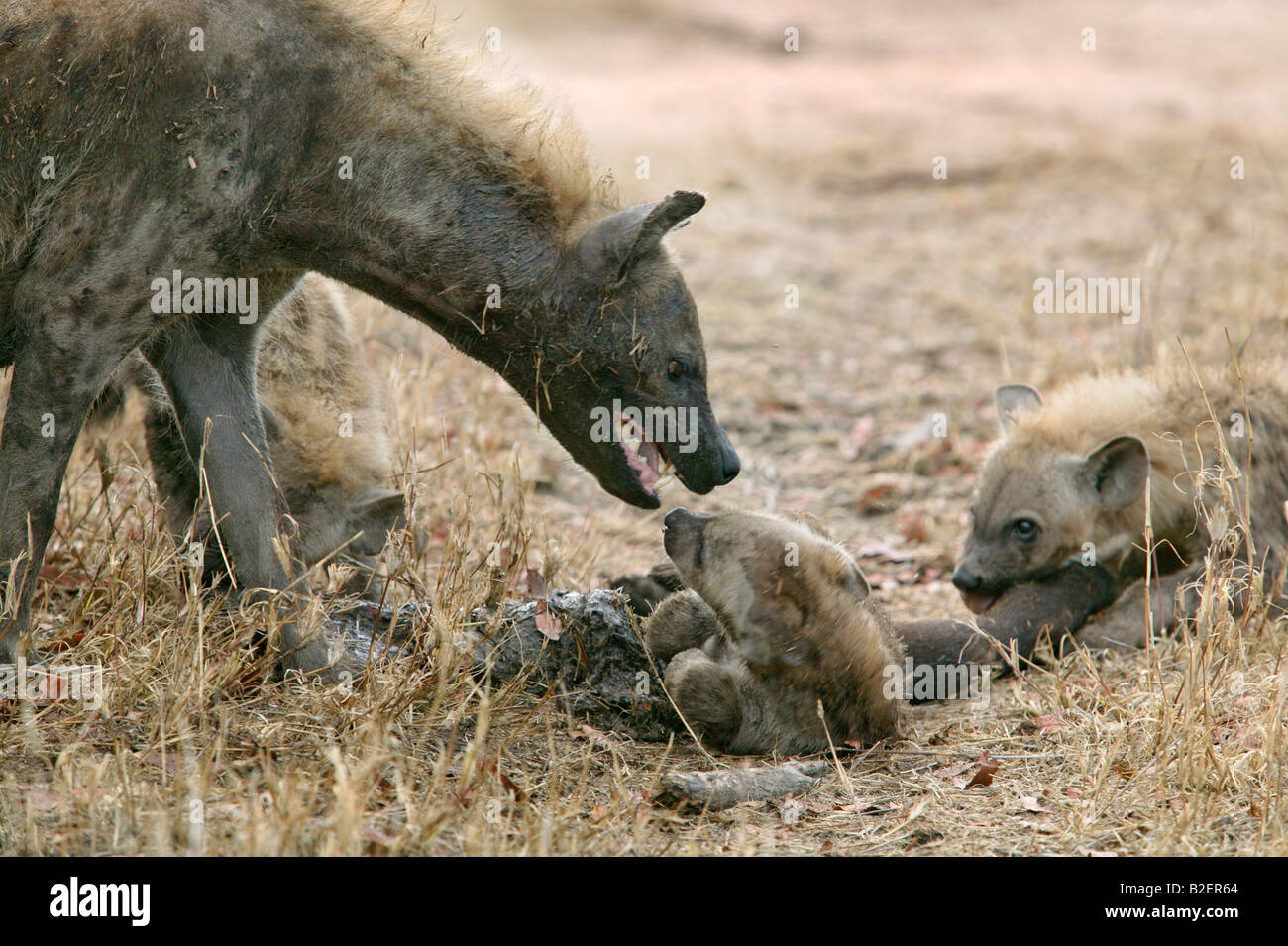 Spotted hyaena female showing favouritism towards one cub allowing it to feed on a bone while the other cowers in submission Stock Photo