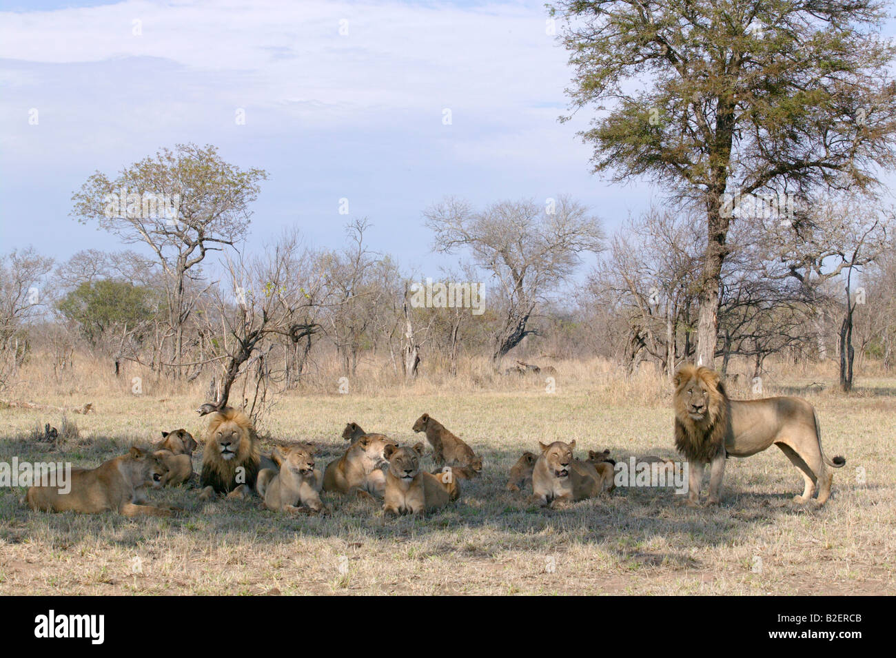 Lion pride resting in the shade Stock Photo
