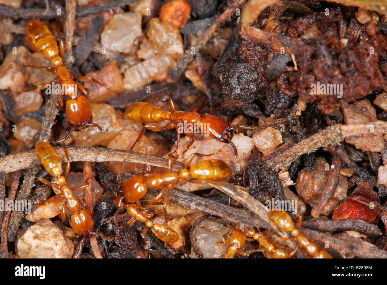 Termites foraging Stock Photo