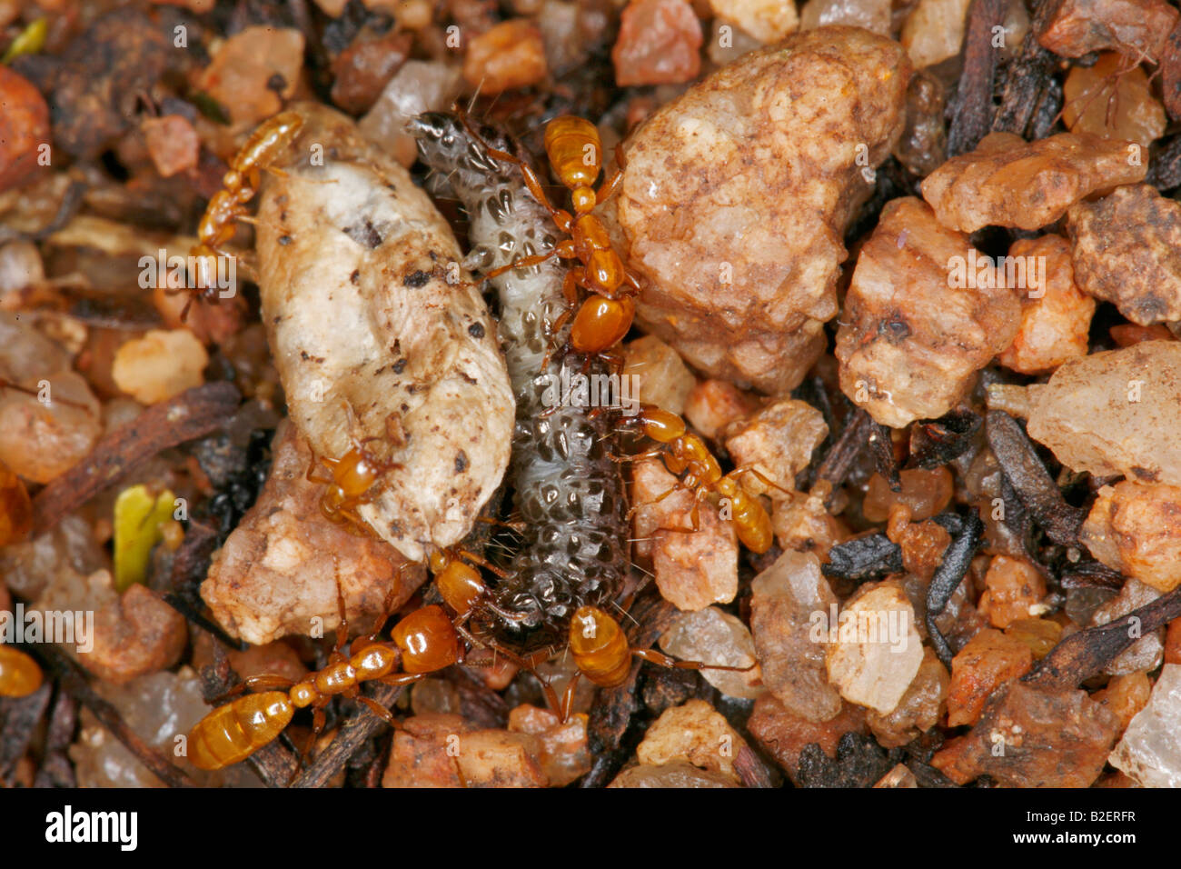 Termites foraging on a pupating worm Stock Photo