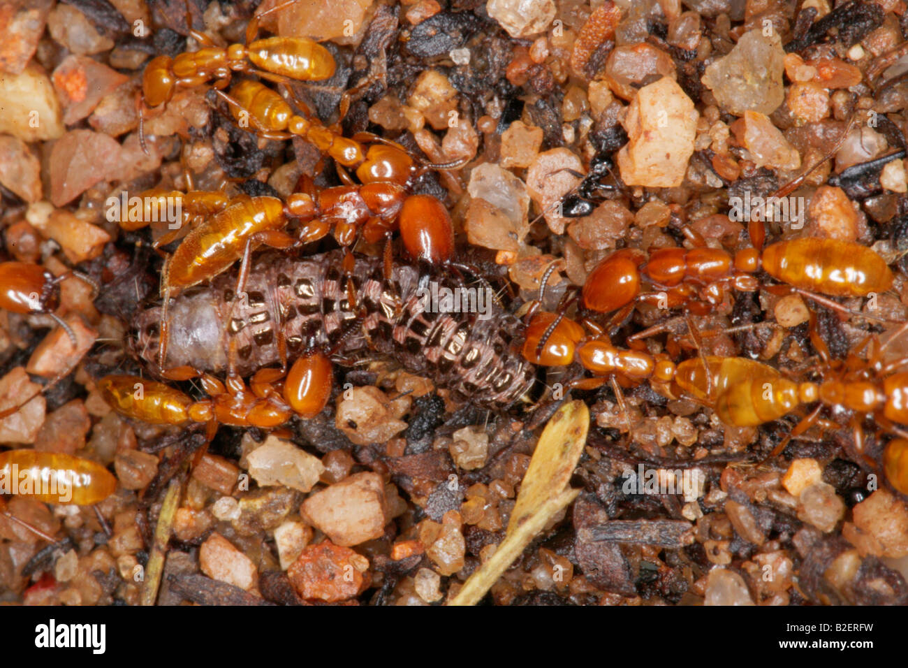 Termites foraging on a worm Stock Photo