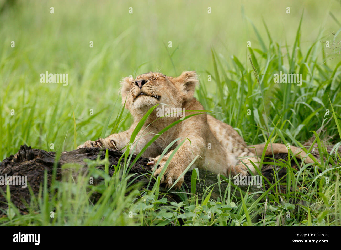 Lion cub stretching and sharpening its claws on a log Stock Photo