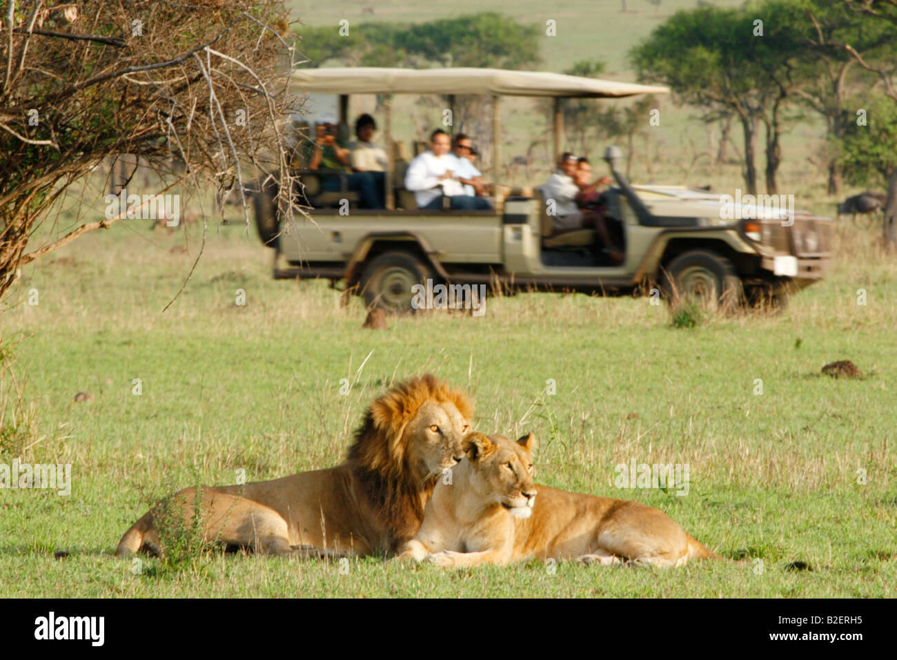 Serengeti Lions