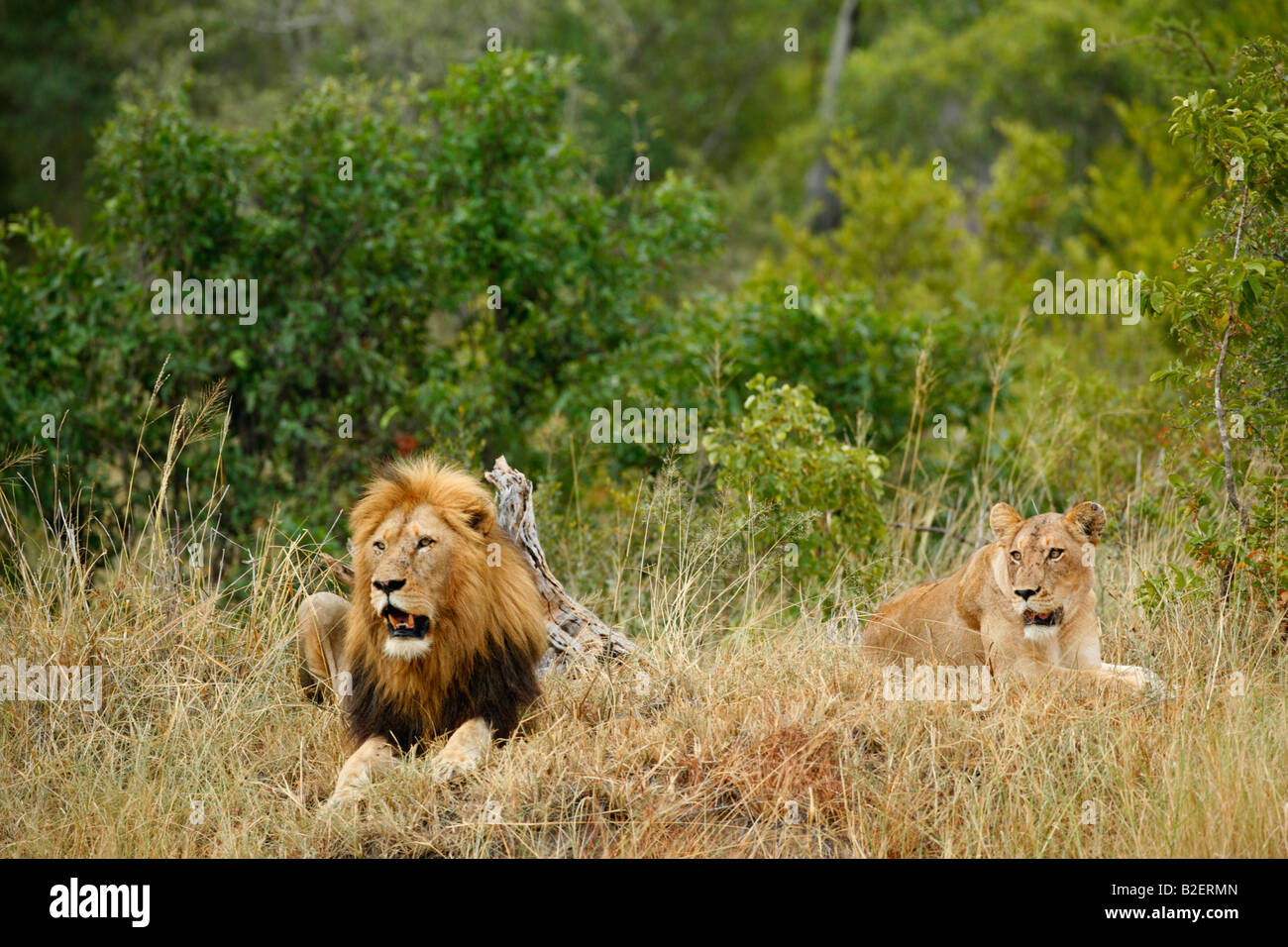 Scenic view of a male lion with black mane and a lioness resting on a grassy mound Stock Photo