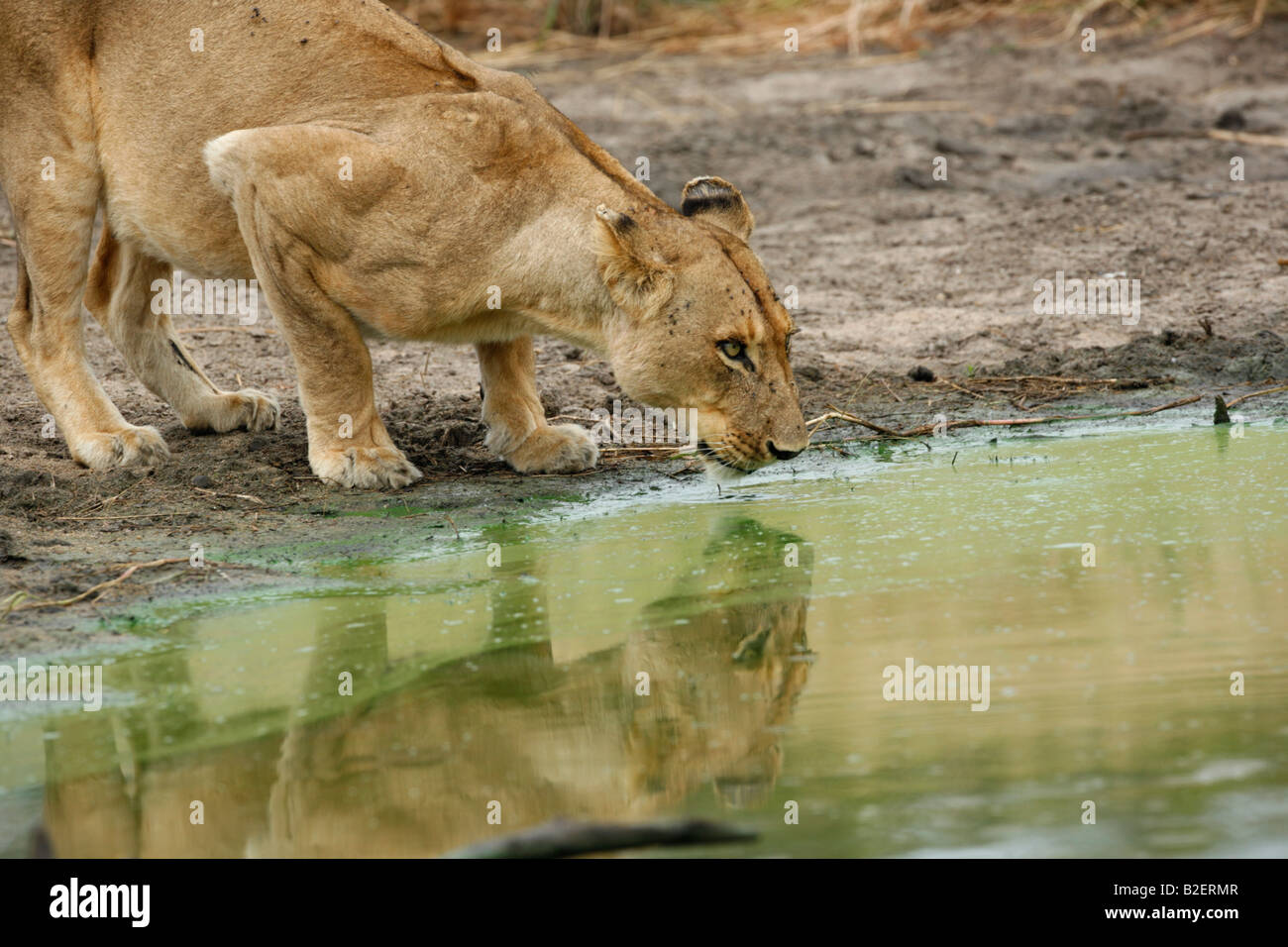 Female lion pride drinking from a natural wateringhole Stock Photo