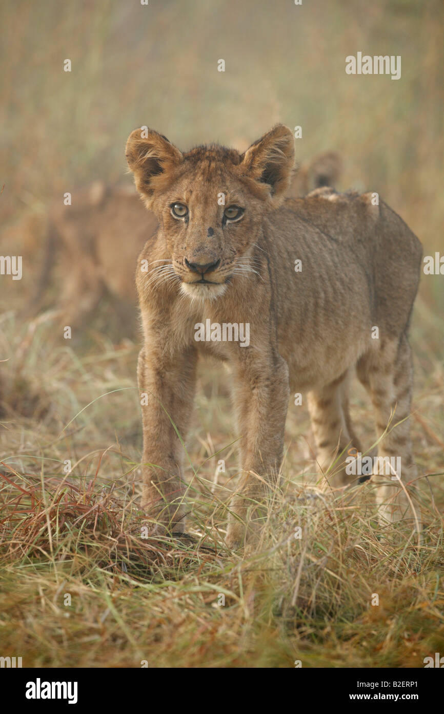 Portrait of a thin lion cub with ribs and hip bones protruding Stock ...