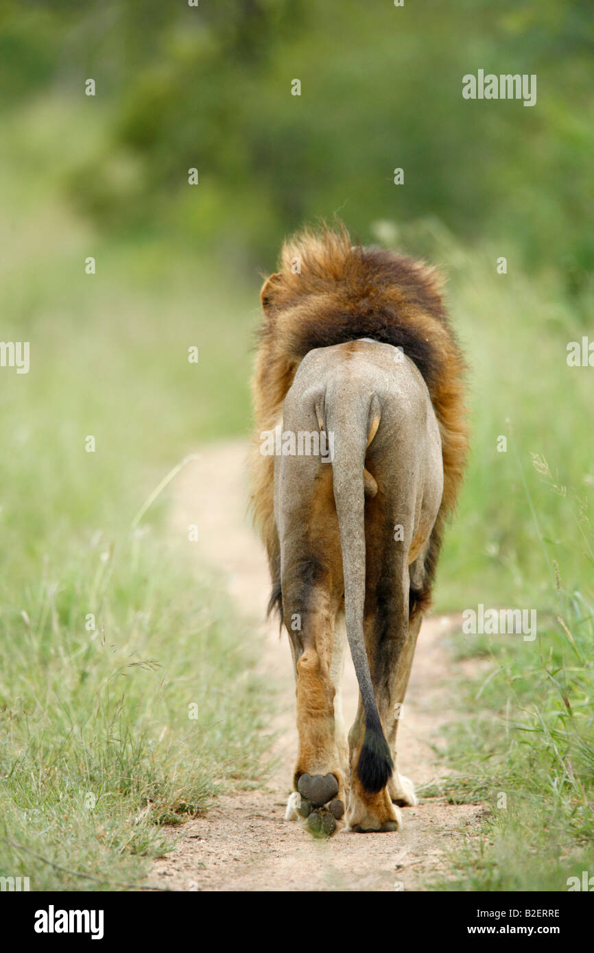 https://c8.alamy.com/comp/B2ERRE/rear-view-of-a-male-lion-walking-away-down-a-track-B2ERRE.jpg