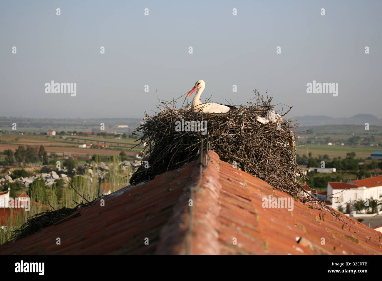 White Stork Ciconia ciconia at rooftop nest in Extremadura Spain Stock Photo
