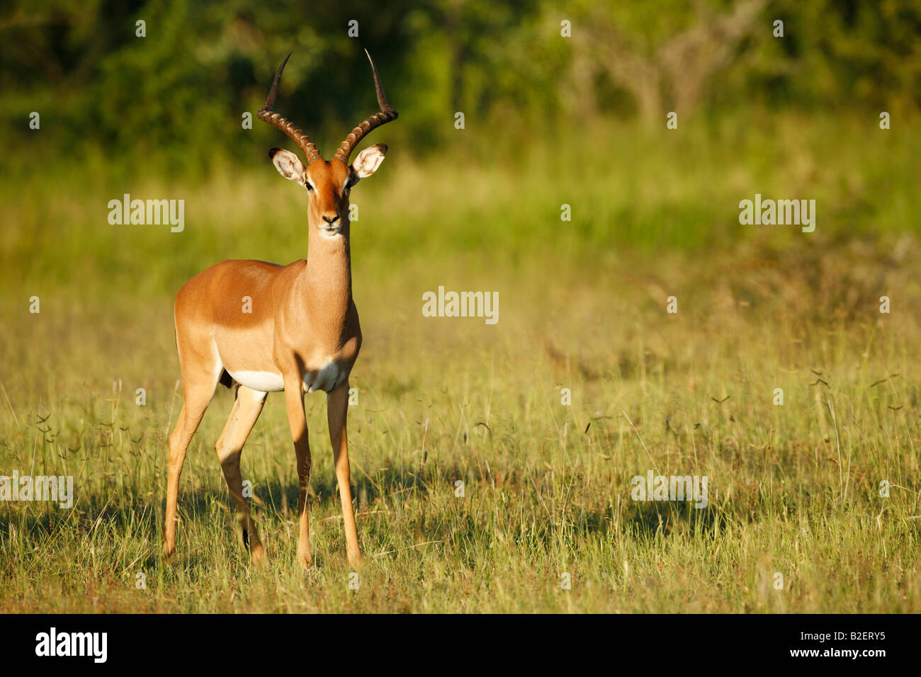 An alert impala ram Stock Photo