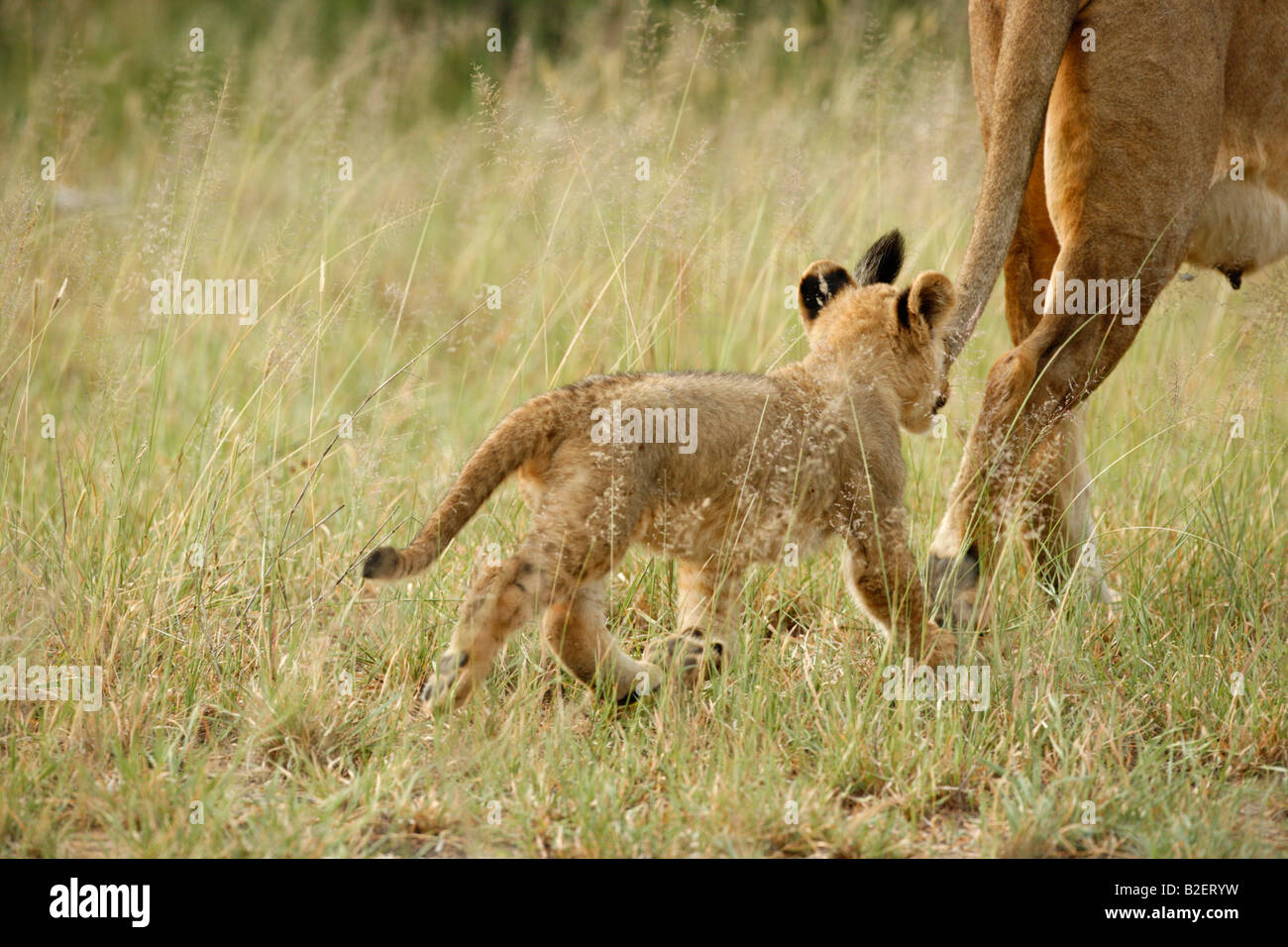 A young lion cub following its lactating mother Stock Photo