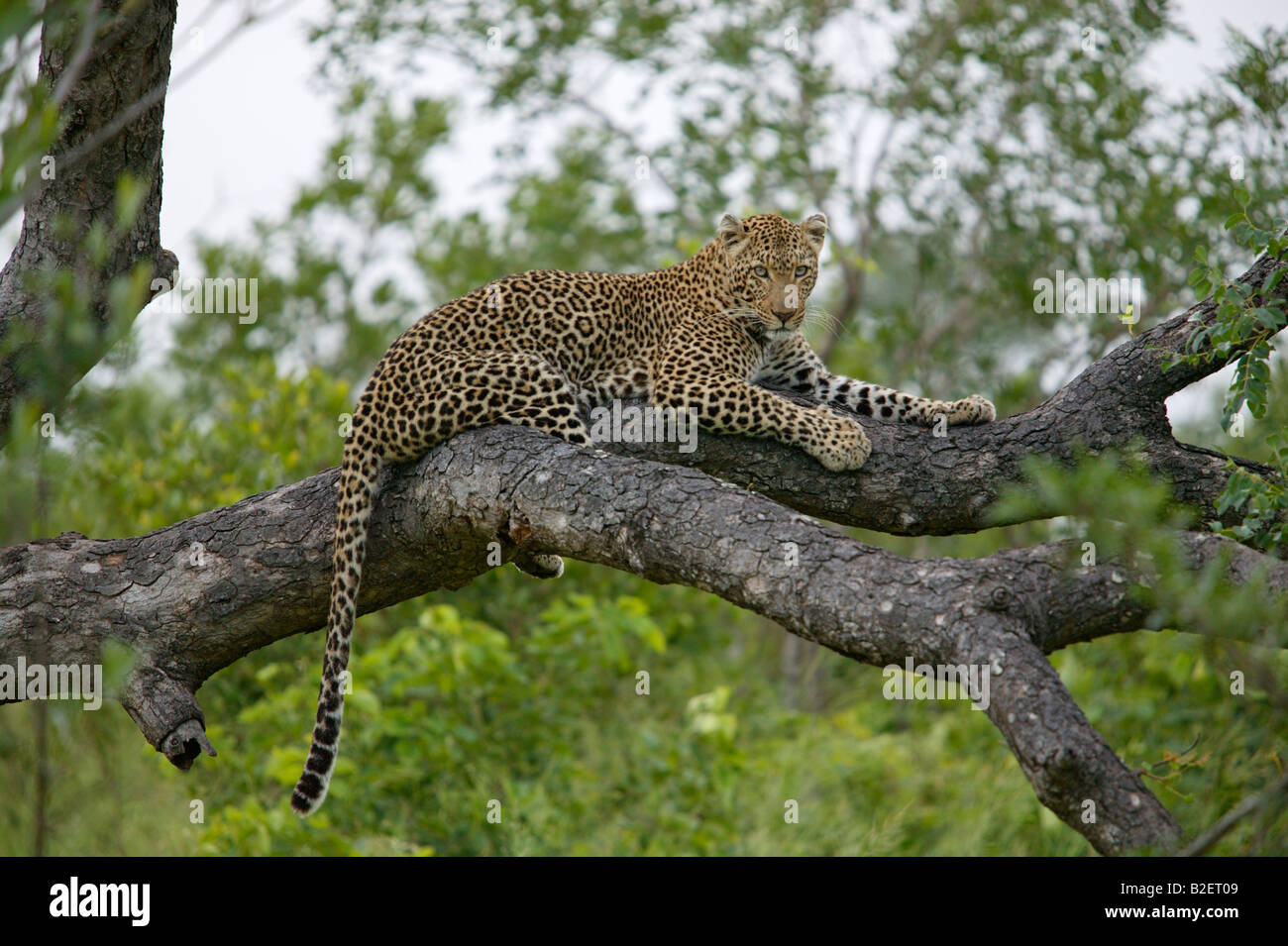 A female leopard resting on a branch in a tree Stock Photo