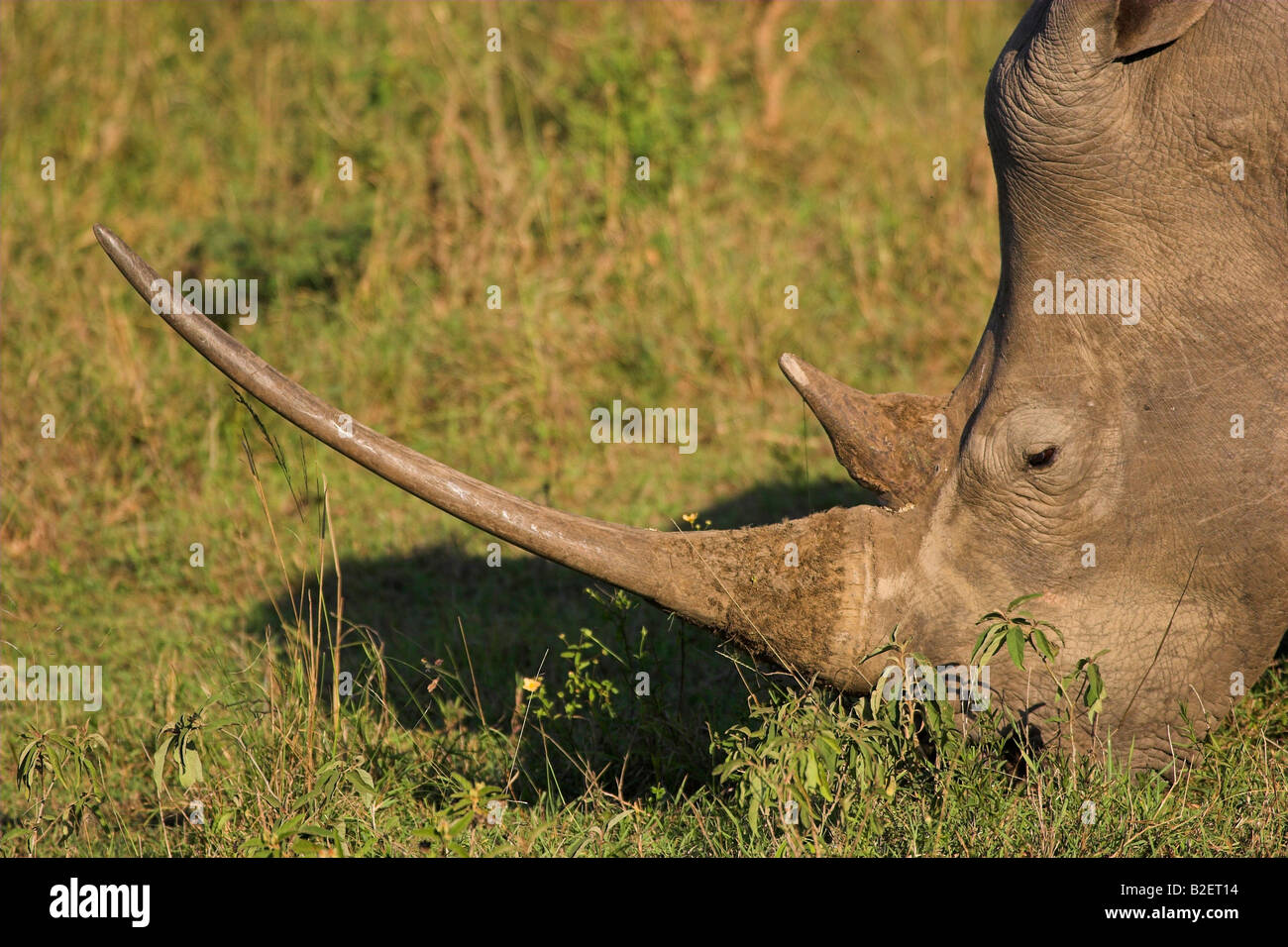 Close up side view portrait White rhino with extremely long, sharp horn