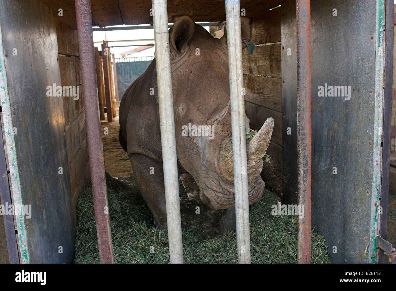 White rhino in holding pen Stock Photo